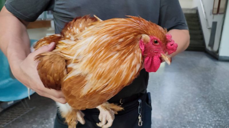 全家超商半夜驚見梵天雞闖入討食 新北動保處代尋失主