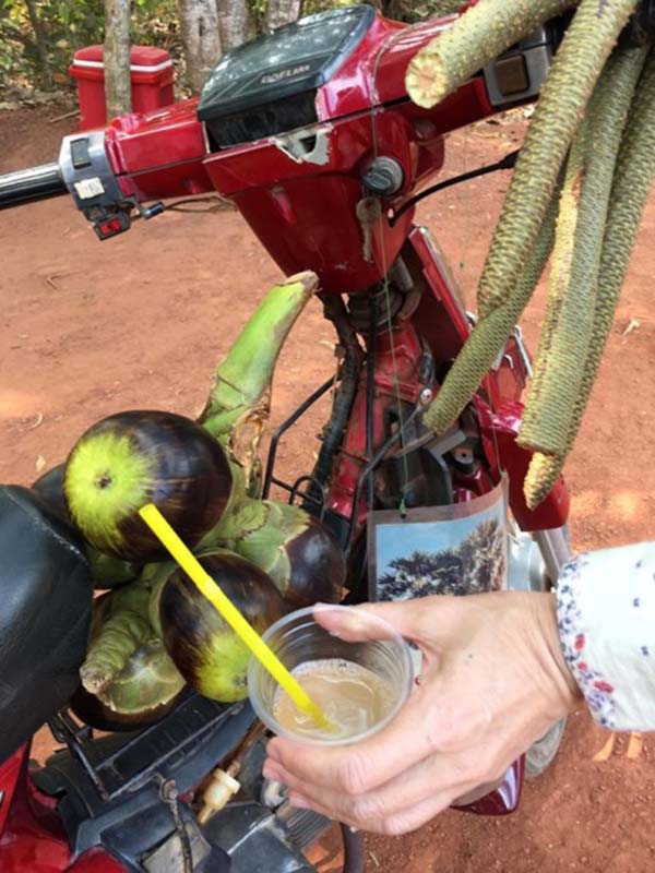 熱帶勝產分公、母的棕櫚汁(楊正寬)