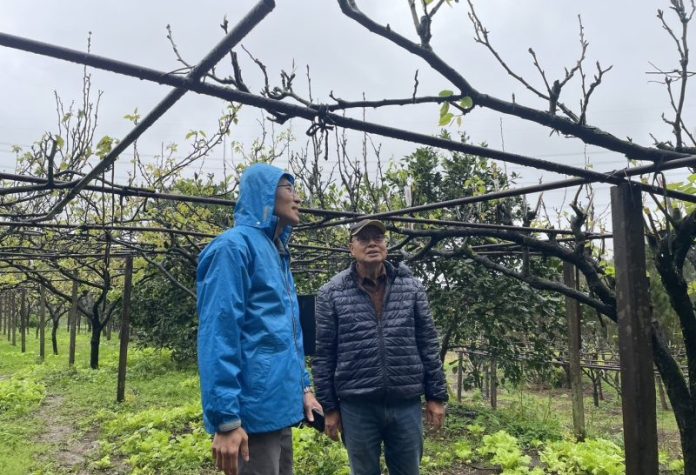 淡水三芝金山高接梨穗農損救助 3月22日前公所申請 淡水三芝金山高接梨穗農損救助 3月22日前公所申請