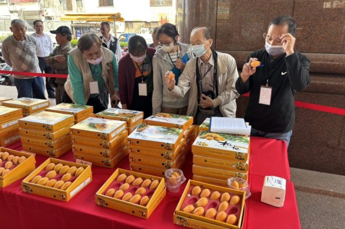 中市太平區枇杷王出爐 周大霖黃大瑋奪冠 中市太平區枇杷王出爐 周大霖黃大瑋奪冠