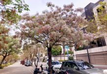 台中市苦楝樹四季各展風貌 園道溪畔譜粉紫色戀愛 台中市苦楝樹四季各展風貌 園道溪畔譜粉紫色戀愛