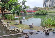 新生黑天鵝降秋紅谷 建設局啟動守護鵝寶計畫 新生黑天鵝降秋紅谷 建設局啟動守護鵝寶計畫