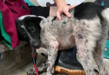 無毛小狗車禍骨折 新北市動保處治療後賣萌被認養 無毛小狗車禍骨折 新北市動保處治療後賣萌被認養