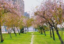 春日獨家秘境 新北河濱羊蹄甲與苦楝雙姝齊放 春日獨家秘境 新北河濱羊蹄甲與苦楝雙姝齊放