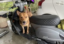 毛寶貝受訓坐機車 未防護造成傷亡將開罰 毛寶貝受訓坐機車 未防護造成傷亡將開罰