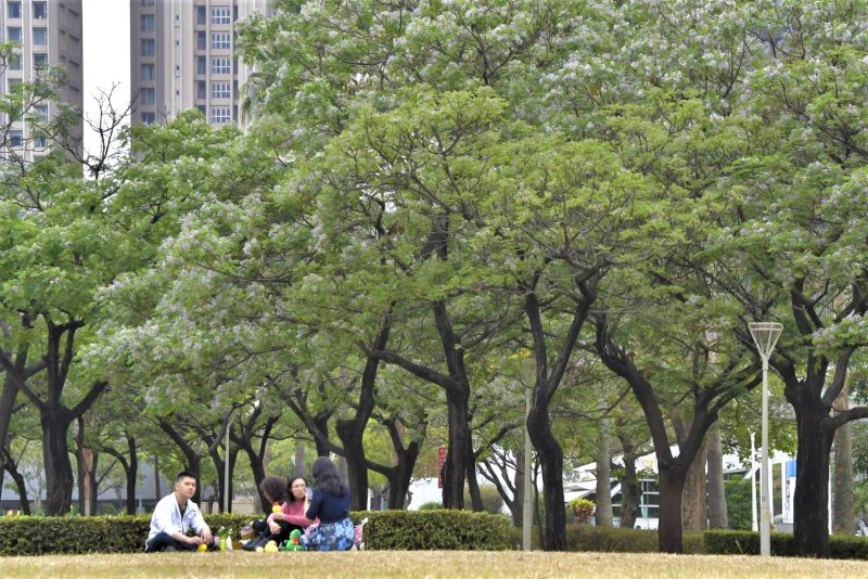 城市型塑淨化空氣 楝樹紫花譜浪漫