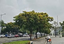 印度紫檀金色花海璀璨 港都一日花驚艷 印度紫檀金色花海璀璨 港都一日花驚艷