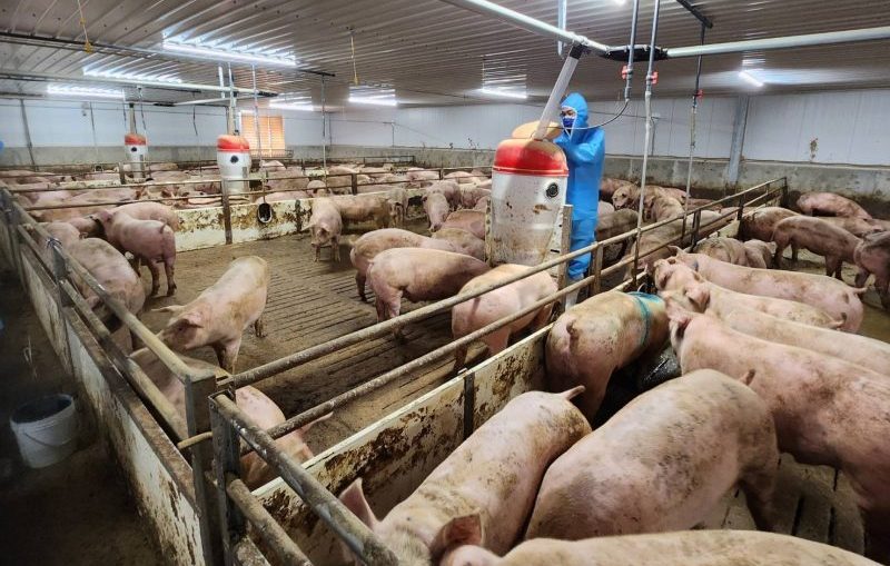 中市保護消費者免吃瘦肉精 落實畜牧場用藥品質監測