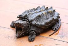 兇猛鱷龜逛大街 3警合力逮捕 (圖/示意圖)