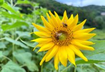 秋日絢麗再臨 樟樹步道向日葵花海邀您共賞 (圖/示意圖)