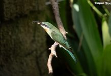 栗喉蜂虎報到 孵育技術再上層樓 (圖/示意圖)