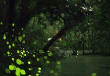 亮晶晶之夜 北市螢火蟲季4/1開跑推出系列活動 (圖/臺北市政府工務局)