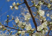 奇岩綠地白梅傲雪 冬陽賞梅人生一樂 (圖/臺北市政府工務局)