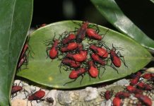 紅姬緣椿象2~4月繁殖群聚 勿驚慌傷害 (圖/臺北市政府工務局)