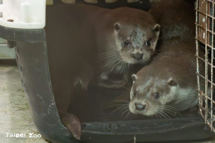 (圖／臺北市立動物園)