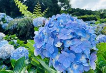 紫陽花爭豔 把握竹子湖花季尾聲 (圖/臺北市政府工務局)