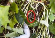 少女掉落物品心慌哭泣 內湖警速尋獲