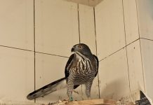 動保處與台灣猛禽研究會攜手救援傷病猛禽 (圖/動保處)