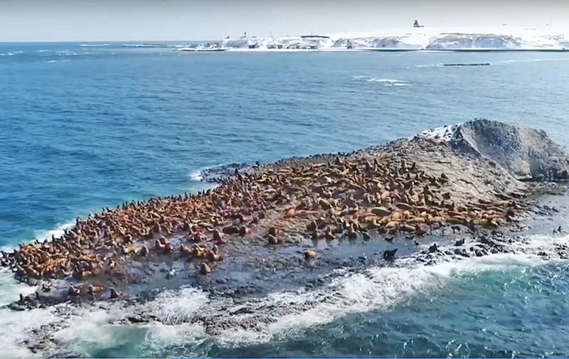成千上萬頭北海獅盤據北海道小島 遊客驚奇
