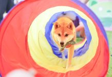 「毛孩夏日派對」帶毛孩開心FUN暑假 (圖/臺北市動物保護處)