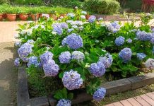 內雙溪愛情花季 萬人響應探索淺山森林