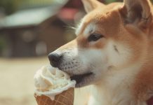 連日高溫 動物之家也受影響 (圖/示意圖)