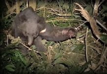 動保團體促進《野生動物保護法》 應全面禁用山豬吊 (圖/翻攝動物保護協會youtube)