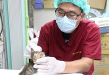 小虎斑貓結膜腫 動保處治療後找到認養