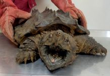 「龜界恐龍」橫衝直撞 動保處迅速安置