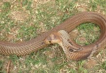 社子島現眼鏡蛇 引發擔憂 (圖/示意圖)