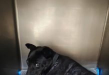 持鐵條毆打流浪犬 動保處 開罰15000元