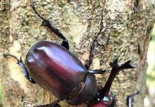 生態公園獨角仙現蹤 一窺甲蟲世界的奧秘