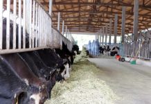 響應世界結核病日 新北防疫好安心 (圖/新北市政府動物保護防疫處)