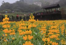 金黃魯冰迎新春 樟樹步道賞花品茗過好年 (圖/臺北市政府工務局)