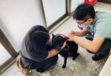 狂犬病防疫軟硬兼施 加強稽查落實裁罰 (圖/示意圖)