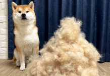 「史上最勸退養狗照」柴1天掉毛量 堆成另1隻狗!令人傻眼 (圖/取自X)