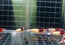 新北動保為魚蝦疾病做好把關 (圖/新北市政府動保處)