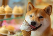 「毛孩夏日派對」與愛犬運動一夏賞水舞 (圖/示意圖)