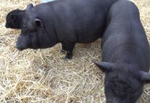 中秋節將近 勿攜帶含肉製品入境 (圖/衛福部)