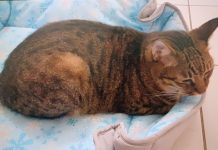 世界糖尿病日 提醒飼主應注意控制犬貓體重 (圖/示意圖)