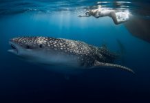海釣驚喜!游船遇上「鯨鯊」環繞游船三圈 (圖/示意圖)