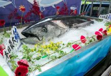 黑鮪魚大豐收!6月12日起禁捕 (圖/農業部漁業署)