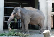 祖孫共遊漫步健康動物園 一起關心老齡動物照顧 (圖/示意圖)