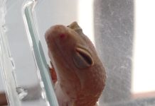 寵物蜥蜴放醬料碟 壽司郎:採取法律行動