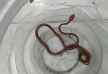 加強查緝動物放生行為 並即時捕捉 (圖/動保處)