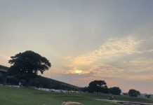 認養成犬好處多 熱心推銷助大型狗認養 (圖/動保處)