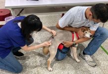 42場次犬貓狂犬病預防注射活動開跑 (圖/動保處)