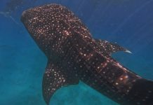 自由潛水導遊幸運邂逅 兩大海洋巨獸 (圖/示意圖)