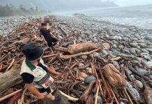 非法撿拾漂流木 海巡機警實施查緝 (圖/海巡署)