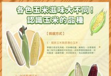 各色玉米滋味大不同 (圖/農業署)
